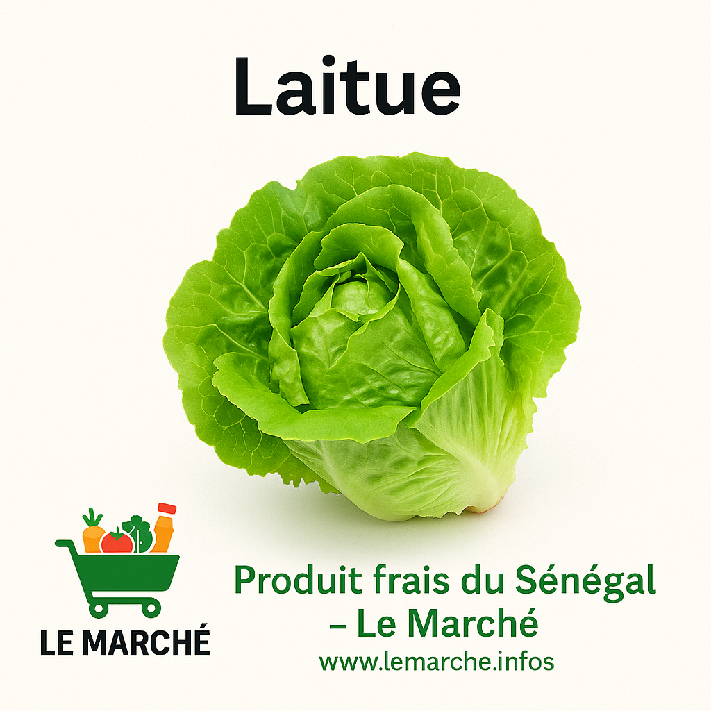 Laitue🥬